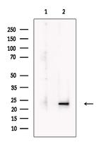 LIF Antibody in Western Blot (WB)