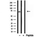 Lamin B2 Antibody in Western Blot (WB)