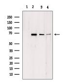 Lamin B2 Antibody in Western Blot (WB)