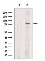 LOXL2 Antibody in Western Blot (WB)