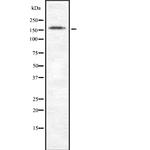 LRP6 Antibody in Western Blot (WB)