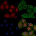 KARS Antibody in Immunocytochemistry (ICC/IF)