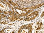 LZTFL1 Antibody in Immunohistochemistry (Paraffin) (IHC (P))