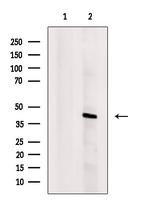 Histone Macro-H2A.1 Antibody in Western Blot (WB)