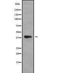 MAGEB1 Antibody in Western Blot (WB)