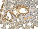 MAN2A1 Antibody in Immunohistochemistry (Paraffin) (IHC (P))