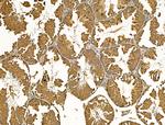 MAN2A1 Antibody in Immunohistochemistry (Paraffin) (IHC (P))