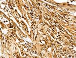 MARS Antibody in Immunohistochemistry (Paraffin) (IHC (P))