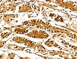 MARS Antibody in Immunohistochemistry (Paraffin) (IHC (P))