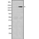 MAST1 Antibody in Western Blot (WB)