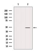 MAT1A Antibody in Western Blot (WB)