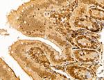 MAT2A Antibody in Immunohistochemistry (Paraffin) (IHC (P))