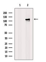 MCM6 Antibody in Western Blot (WB)