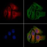 MCP-1 Antibody in Immunocytochemistry (ICC/IF)