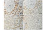 MCP-1 Antibody in Immunohistochemistry (Paraffin) (IHC (P))