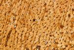 MCP-1 Antibody in Immunohistochemistry (Paraffin) (IHC (P))