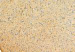 MCP-1 Antibody in Immunohistochemistry (Paraffin) (IHC (P))