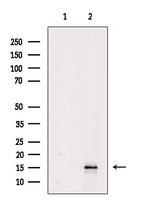 MCP-1 Antibody in Western Blot (WB)