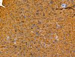 MIS12 Antibody in Immunohistochemistry (Paraffin) (IHC (P))