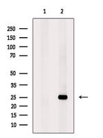 MIS12 Antibody in Western Blot (WB)