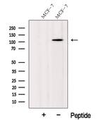 CASC3 Antibody in Western Blot (WB)