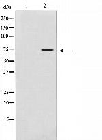 MMP2 Antibody in Western Blot (WB)