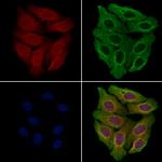 MSH4 Antibody in Immunocytochemistry (ICC/IF)