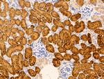 MSH4 Antibody in Immunohistochemistry (Paraffin) (IHC (P))