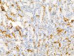 MSH4 Antibody in Immunohistochemistry (Paraffin) (IHC (P))