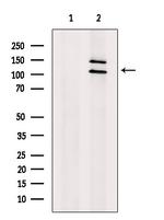 MSH4 Antibody in Western Blot (WB)