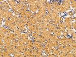 MTR Antibody in Immunohistochemistry (Paraffin) (IHC (P))