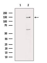 MVP Antibody in Western Blot (WB)