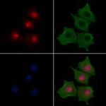 MYOD Antibody in Immunocytochemistry (ICC/IF)