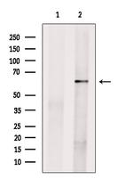 MYOD Antibody in Western Blot (WB)