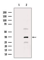 MYOD Antibody in Western Blot (WB)