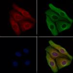 NAIP Antibody in Immunocytochemistry (ICC/IF)