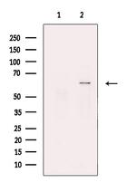 NPR3 Antibody in Western Blot (WB)