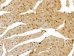 SCN5A Antibody in Immunohistochemistry (Paraffin) (IHC (P))