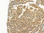 SCN10A Antibody in Immunohistochemistry (Paraffin) (IHC (P))