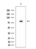 NCAPH Antibody in Western Blot (WB)