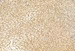 NCOA4 Antibody in Immunohistochemistry (Paraffin) (IHC (P))