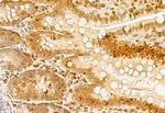 NCOA4 Antibody in Immunohistochemistry (Paraffin) (IHC (P))