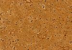 NDE1 Antibody in Immunohistochemistry (Paraffin) (IHC (P))