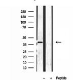 NDE1 Antibody in Western Blot (WB)