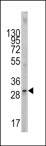 SCF Antibody in Western Blot (WB)