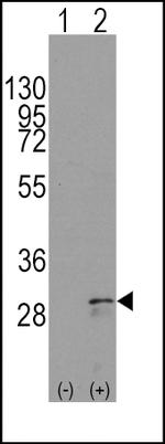 SCF Antibody in Western Blot (WB)