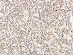 Nesprin 1 Antibody in Immunohistochemistry (Paraffin) (IHC (P))