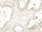 Nesprin 1 Antibody in Immunohistochemistry (Paraffin) (IHC (P))