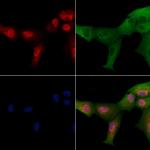 NEUROD4 Antibody in Immunocytochemistry (ICC/IF)