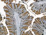 CHRNA7 Antibody in Immunohistochemistry (Paraffin) (IHC (P))